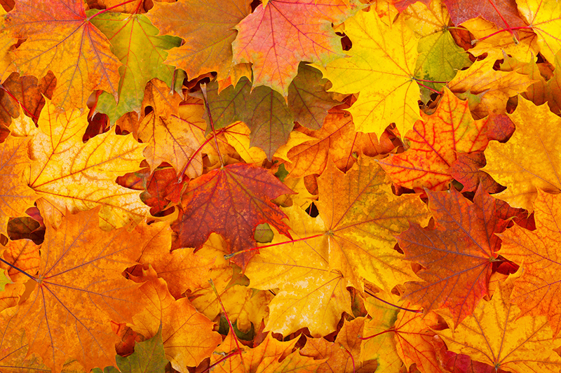 Home Maintenance Tips to Complete This Fall