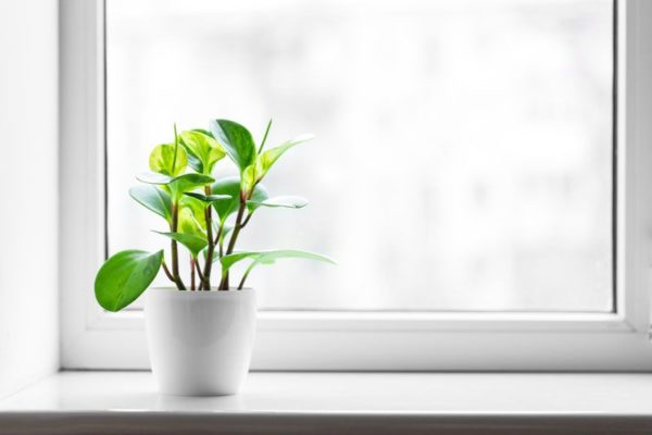 plant in the windowsill